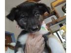 Adopt Bottle Baby Havana Orange ***FOSTER HOME*** a Alaskan Malamute