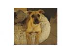 Adopt Bottle Baby Redwood ***FOSTER HOME*** a Alaskan Malamute, Mixed Breed
