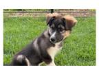 Adopt Bottle Baby Ragdoll ***FOSTER HOME*** a Alaskan Malamute, Mixed Breed