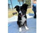 Adopt Bottle Baby Manx Green ***FOSTER HOME*** a Alaskan Malamute, Mixed Breed