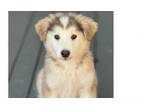 Adopt Bottle Baby Yellowstone ***FOSTER HOME*** a Alaskan Malamute, Mixed Breed