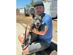Adopt Xena a Australian Cattle Dog / Blue Heeler, American Staffordshire Terrier