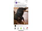 Adopt Kai a Rottweiler