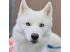 Adopt Nancy a Husky
