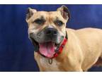Adopt Maya a Pit Bull Terrier