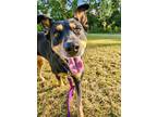 Adopt Daisy a German Shepherd Dog, Hound