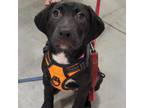 Adopt Beatrice Farms a Labrador Retriever, Mixed Breed