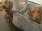 Adopt Canela - Bonded With Papi - So Ca a Dachshund