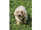 Adopt Foxy a Bichon Frise