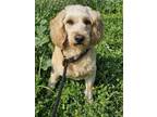 Adopt Gianna a Golden Retriever, Poodle