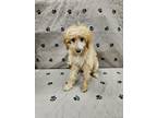 Adopt Gabby a Poodle, Labrador Retriever