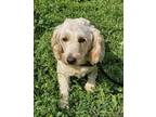 Adopt Georgia a Golden Retriever, Poodle