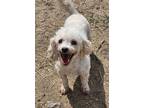 Adopt Greta a Bichon Frise