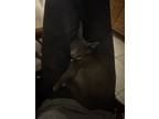 Adopt Luna a Domestic Medium Hair