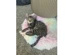 Adopt Aspen a Domestic Short Hair