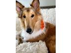 Adopt Peach a Collie