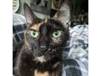 Adopt Laverne a Domestic Short Hair