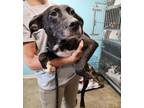 Adopt Snow White a Labrador Retriever