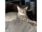 Adopt Sassy a Tabby
