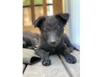 Adopt Wednesday a Australian Cattle Dog / Blue Heeler