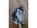 Adopt Savannah Blind Kitten a Domestic Short Hair
