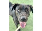 Adopt Aspen a Labrador Retriever, Mixed Breed