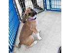 Adopt Lucy a Boxer, Mixed Breed