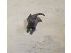 Adopt AC Smokie a Domestic Short Hair