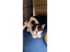 Adopt AC Zuri a Domestic Short Hair