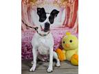 Adopt Linda a Boxer