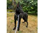 Adopt Hedwig a Dutch Shepherd, Belgian Shepherd / Malinois