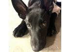 Adopt Kelly Barkson a Mixed Breed