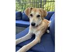 Adopt Stevie a Labrador Retriever