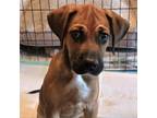 Adopt Midge a Mastiff