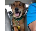 Adopt Caramel a Shepherd