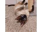 Adopt Wanda Frost a Siamese