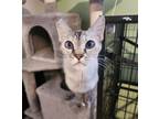 Adopt Ebi a Siamese, Domestic Short Hair