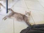 Adopt Smokey a Domestic Medium Hair