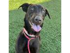 Adopt Henrietta A2072902 a Chocolate Labrador Retriever, Pointer
