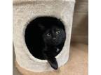 Adopt Violet a Domestic Short Hair