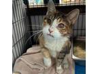 Adopt Soggy Cereal a Domestic Short Hair