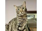 Adopt Lena Foster a Domestic Short Hair