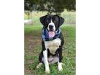 Adopt Taco - Adoptable a Labrador Retriever, Mixed Breed