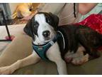Adopt Diana Ross a Foxhound