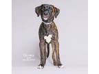 Adopt Gloria Gaynor a Foxhound