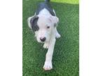 Adopt Dolly Parton a Foxhound