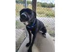 Adopt Yaddle a Mixed Breed