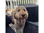 Adopt Pippa a Golden Retriever, Standard Poodle