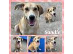 Adopt Sandie CFS# 240047702 a Retriever
