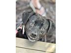 Adopt Shadow a Terrier